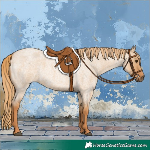 Horse Color:Red Dun Roan 