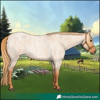 Horse Color:Red Dun Roan 