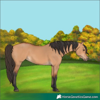 Horse Color:Bay Dun 