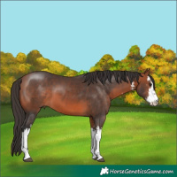 Horse Color:White Spotted Bay 