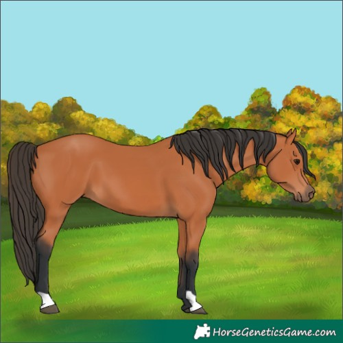 Horse Color:Bay 