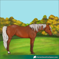 Horse Color:Silver Bay 