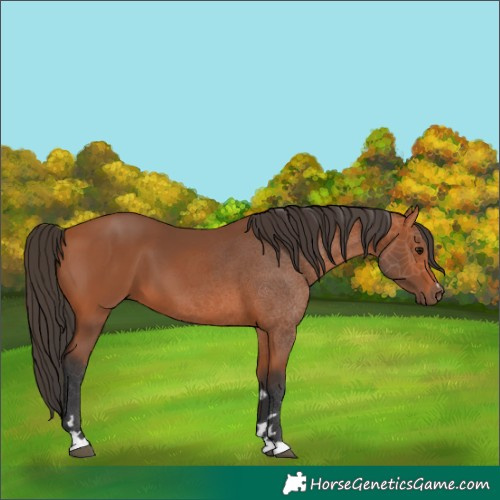 Horse Color:Bay 
