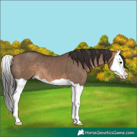 Horse Color:Bay Dun Splash 