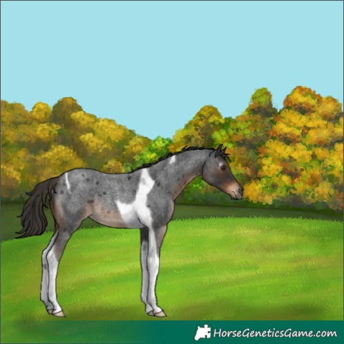 Horse Color:Gray Liver Red Roan Tobiano Rabicano