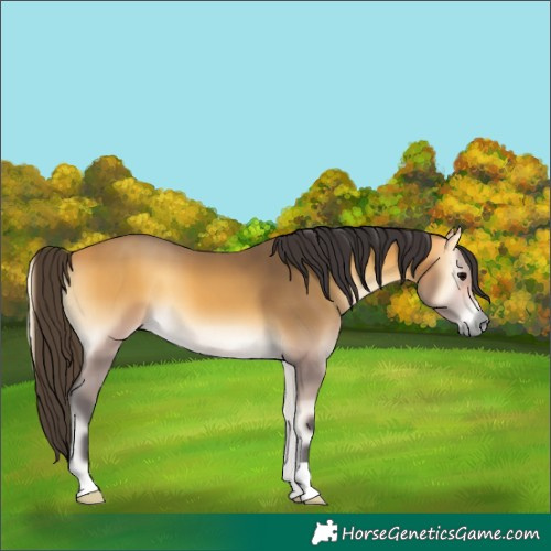 Horse Color:Buckskin Onyx 
