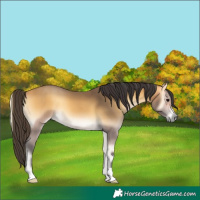 Horse Color:Buckskin Onyx 