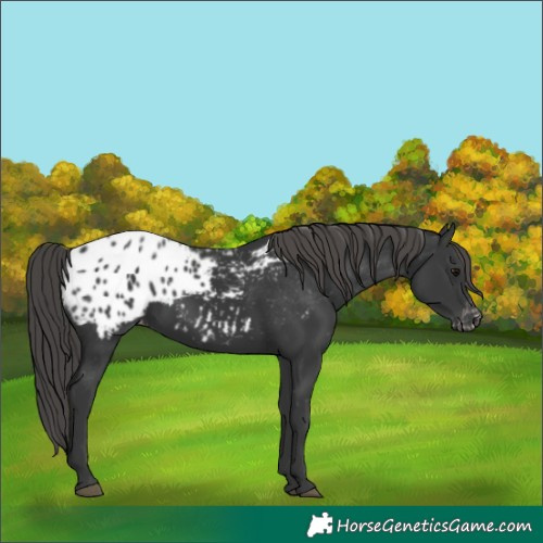 Horse Color:Black Appaloosa 