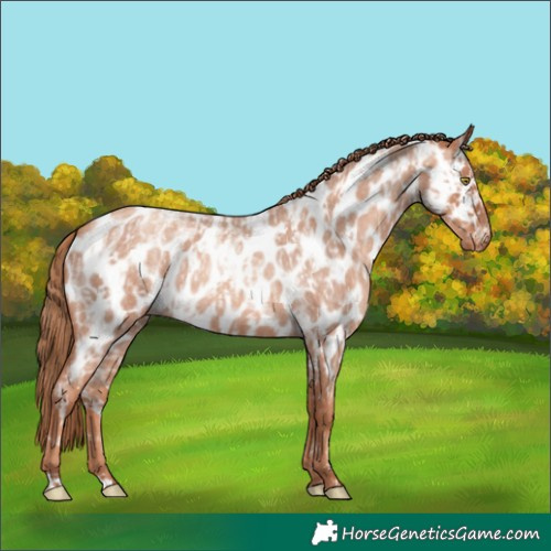 Horse Color:Gold Champagne Roan Appaloosa and Gold Champagne Roan Appaloosa