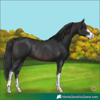 Horse Color:Brown Sabino Rabicano 