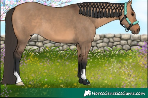 Horse Color:Bay Dun 