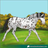 Horse Color:White Spotted Brown Appaloosa 