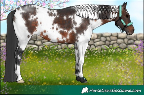Horse Color:White Spotted Brown 
