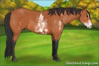Horse Color:White Spotted Bay Sabino Frame 
