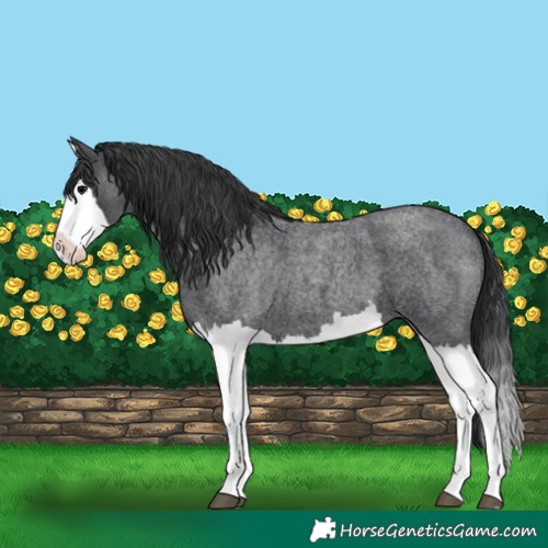 Horse Color:Blue Roan Splash 