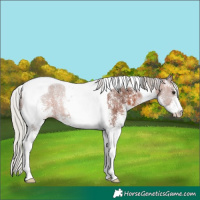 Horse Color:White Spotted Silver Brown Tobiano 