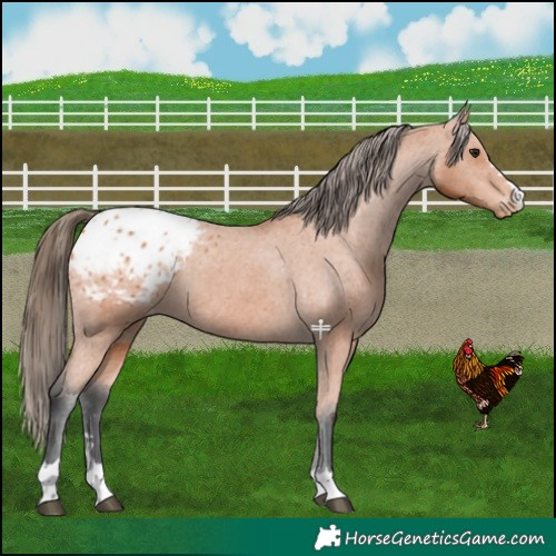 Horse Color:Bay Blanket 