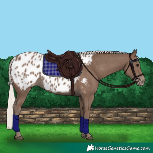 Horse Color:Silver Black Appaloosa 