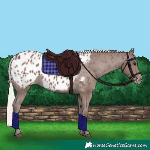Horse Color:Silver Black Blanket 