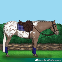 Horse Color:Silver Black Appaloosa 