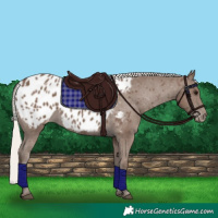 Horse Color:Silver Black Appaloosa 