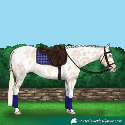 Horse Color:Gray Silver Amber Cream Champagne Roan Dun Splash Tobiano Frame Appaloosa Rabicano 