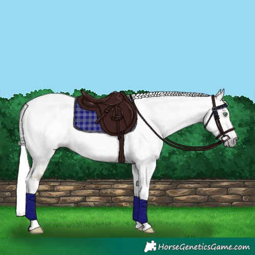 Horse Color:Gray Silver Amber Cream Champagne Roan Dun Splash Tobiano Frame Appaloosa Rabicano 