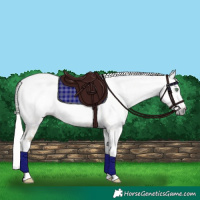 Horse Color:Gray Silver Amber Cream Champagne Roan Dun Splash Tobiano Frame Appaloosa Rabicano 