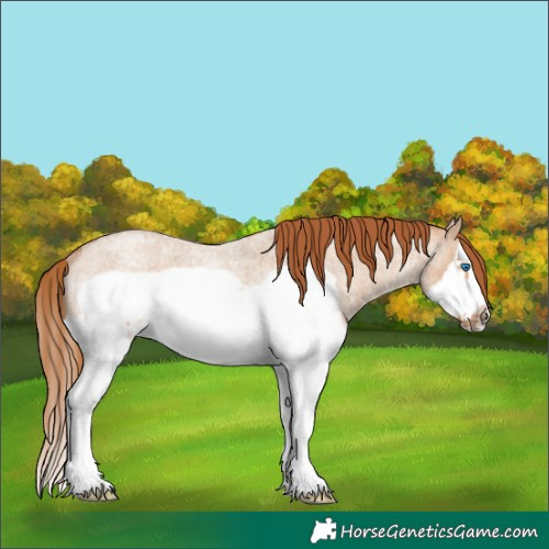 Horse Color:Red Dun Roan Splash Frame Rabicano 