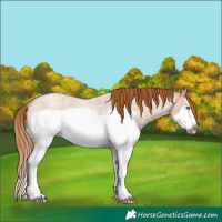 Horse Color:Red Dun Roan Splash Frame Rabicano