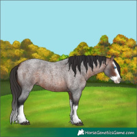 Horse Color:Bay Roan Splash 