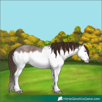 Horse Color:Liver Red Roan Splash 