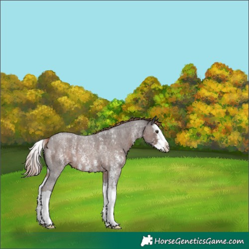 Horse Color:Liver Red Roan Sabino Splash 