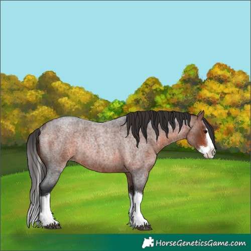 Horse Color:Bay Roan Splash Rabicano 