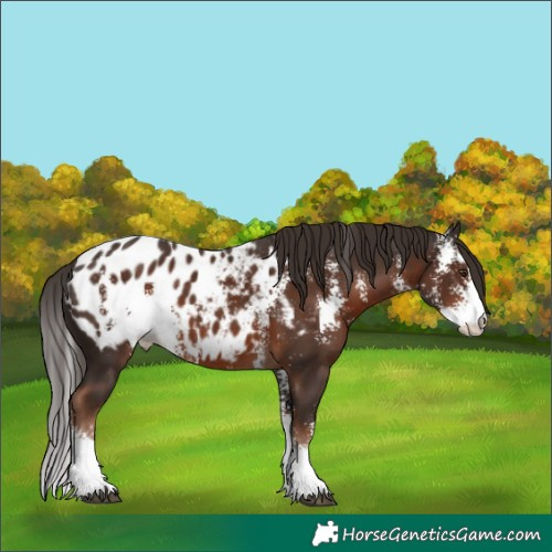 Horse Color:Liver Chestnut Sabino Blanket 