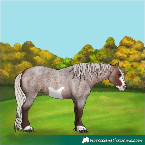Horse Color:Silver Brown Roan Frame 
