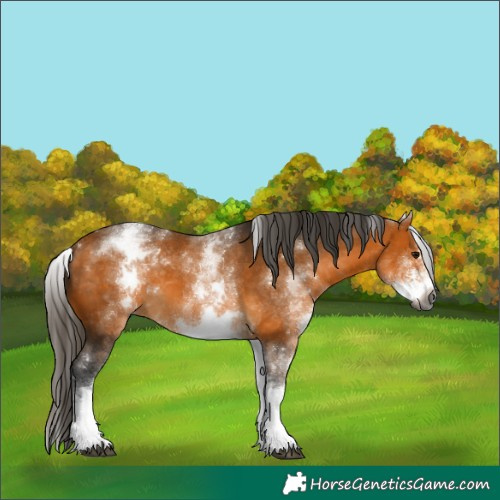 Horse Color:Gray White Spotted Buckskin Sabino 