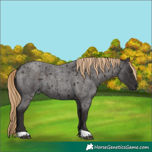 Horse Color:Liver Red Roan 