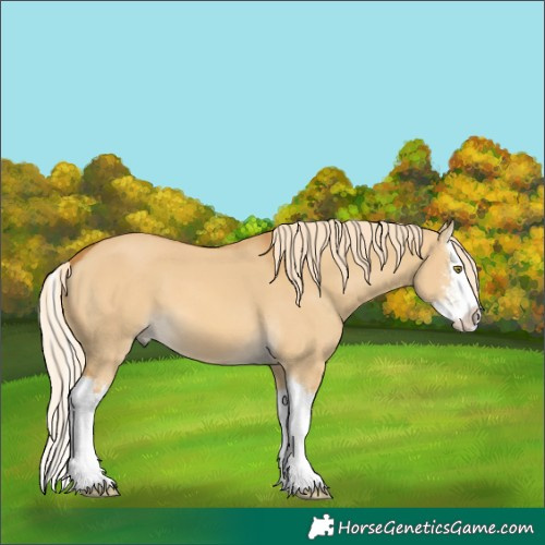 Horse Color:Palomino Dun Sabino Splash 
