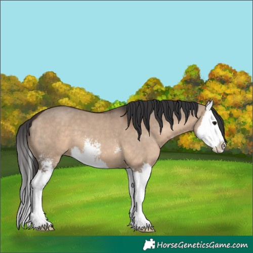 Horse Color:Brown Dun Sabino Splash 