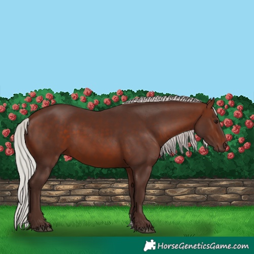 Horse Color:Silver Bay Sabino 