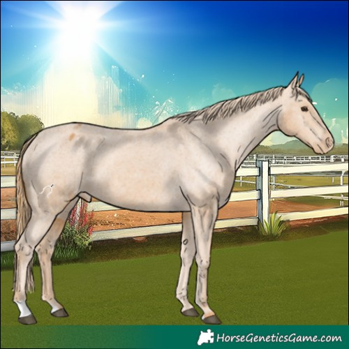 Horse Color:Chestnut Appaloosa 