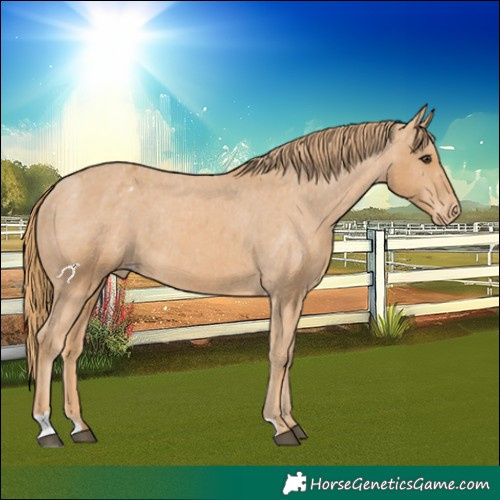 Horse Color:Chestnut Appaloosa 