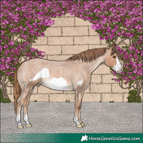 Horse Color:Red Roan Frame Appaloosa