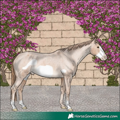 Horse Color:Red Roan Frame Appaloosa 
