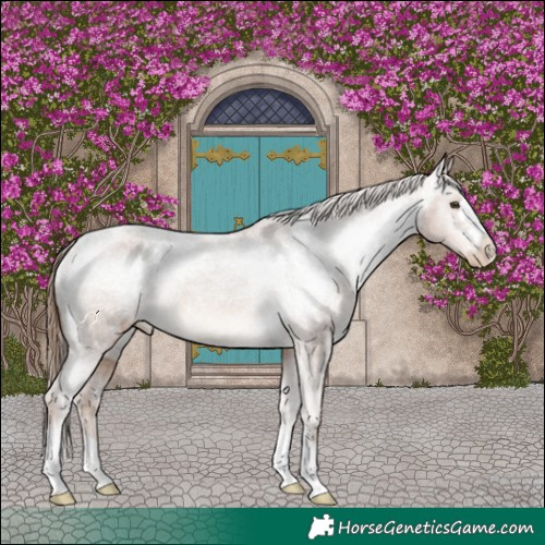Horse Color:Chestnut Appaloosa 
