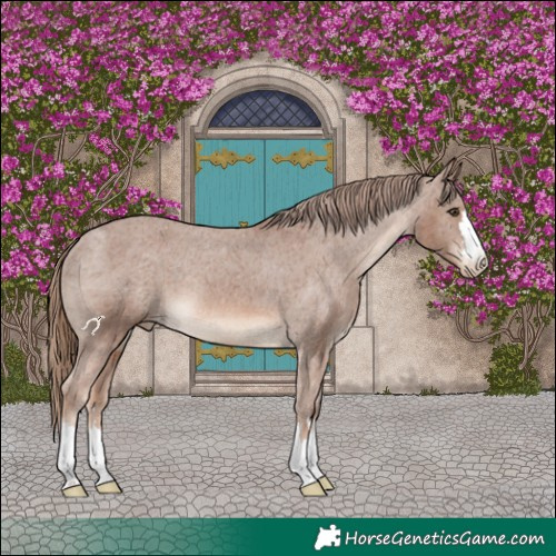Horse Color:Chestnut Appaloosa 