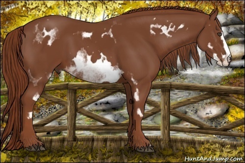 Horse Color:White Spotted Chestnut Sabino Frame 