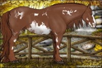 Horse Color:White Spotted Chestnut Sabino Frame