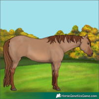 Horse Color:Red Dun Rabicano 